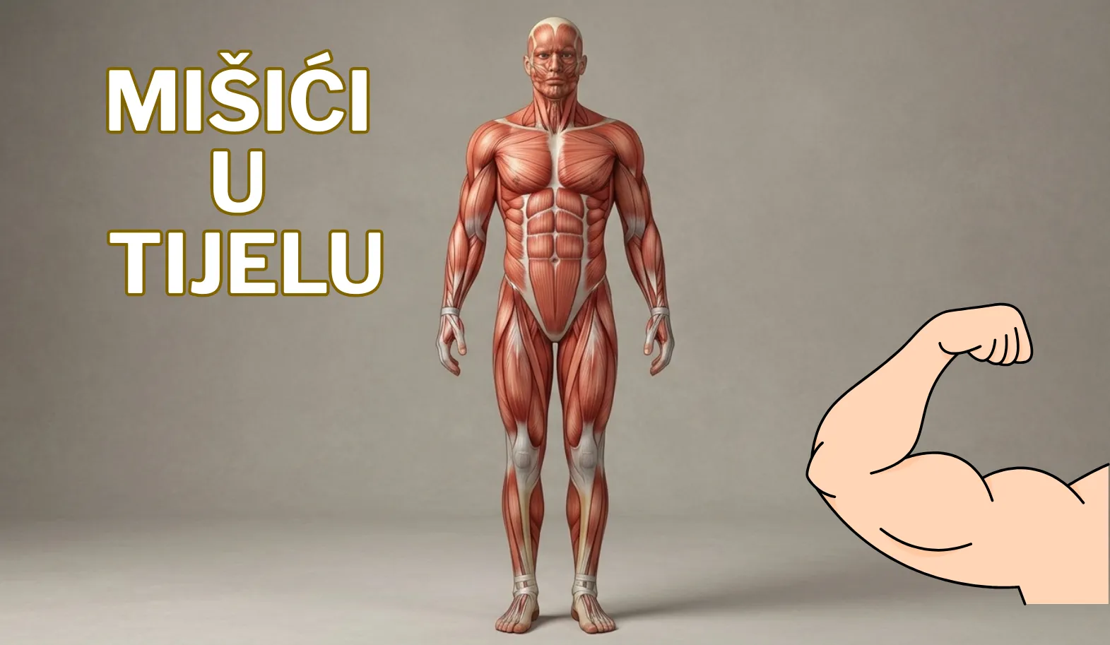 Mišići u tijelu